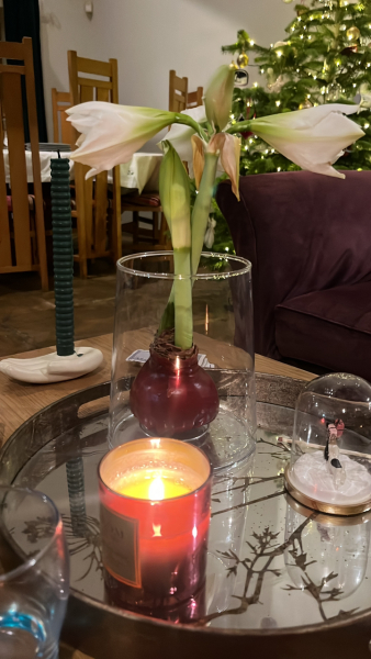 Who'd like an Amaryllis (Hippeastrum) thread?