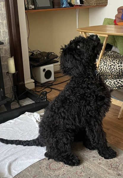 Name my dog please!