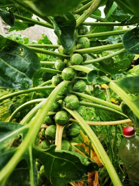 AIBU to save bacon from being used by sprouts