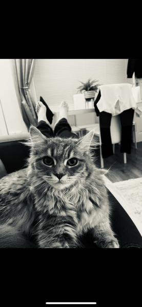 Can’t stop crying - our cat has been killed just before Christmas 