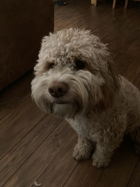 To love to sniff the top of my dog's head?