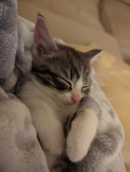 Kitten will only sleep on me...