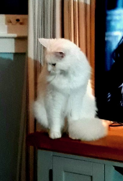 Hundreds of cats, thousands of cats, millions and billions and trillions of cats