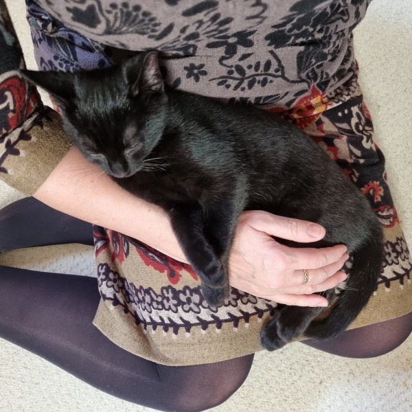 Very happy new kitten slave