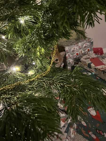 Cat versus Christmas tree - any pics? (lighthearted)