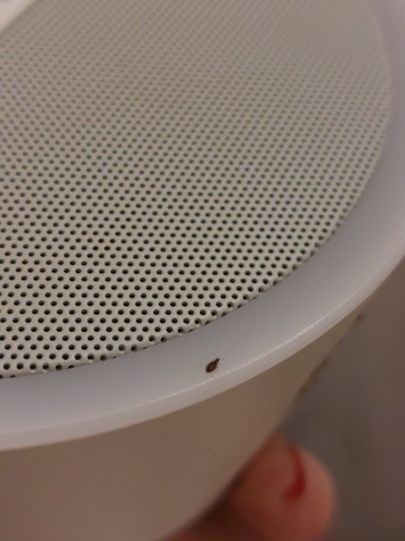 What is this bug