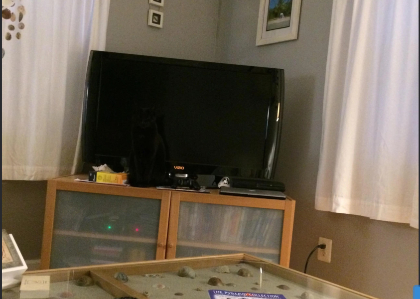 You're a cat. Where are you hiding?