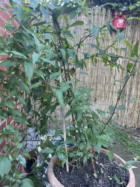 Advice on this jasmine in the frost please?