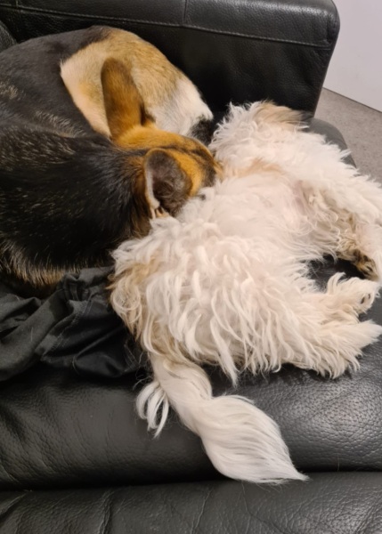 My dog help 