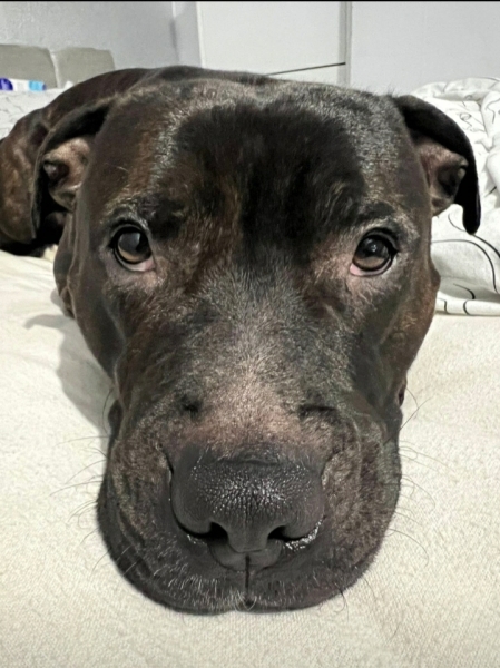 To ask you to tel me all the shit things about having a dog?
