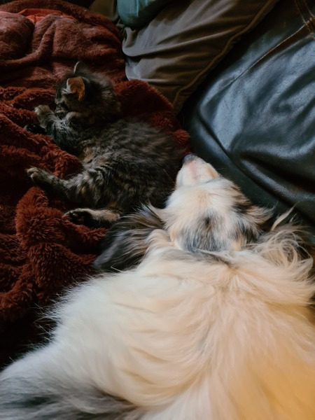 Please help - kitten won't stop chasing the dogs