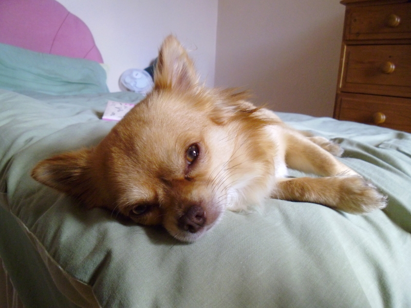 My dog was just attacked by another dog - how do I get the other dog's owner to pay