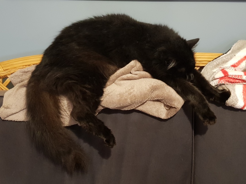 Hundreds of cats, thousands of cats, millions and billions and trillions of cats