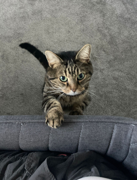Show off your rescues!