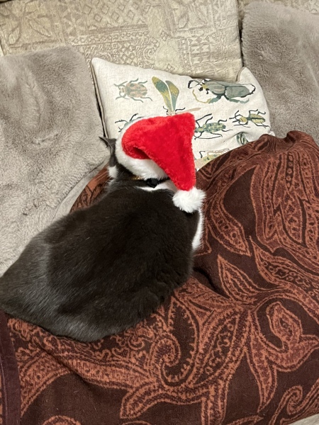 Cat versus Christmas tree - any pics? (lighthearted)