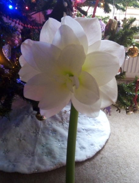 Who'd like an Amaryllis (Hippeastrum) thread?