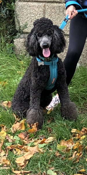 Query about cocker poos and poodles