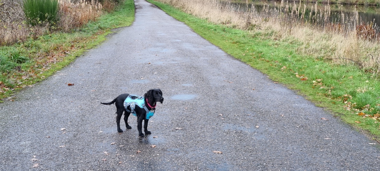 Puppy Survival Thread - as we approach Fireworks night for the first time…