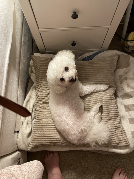 Why my dog is sad