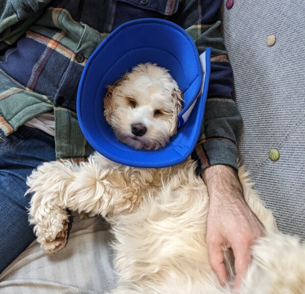 Stressed about various puppy ailments
