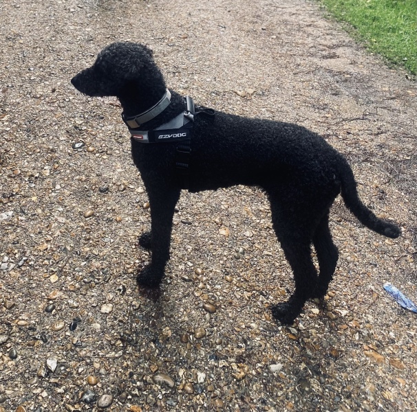 Query about cocker poos and poodles