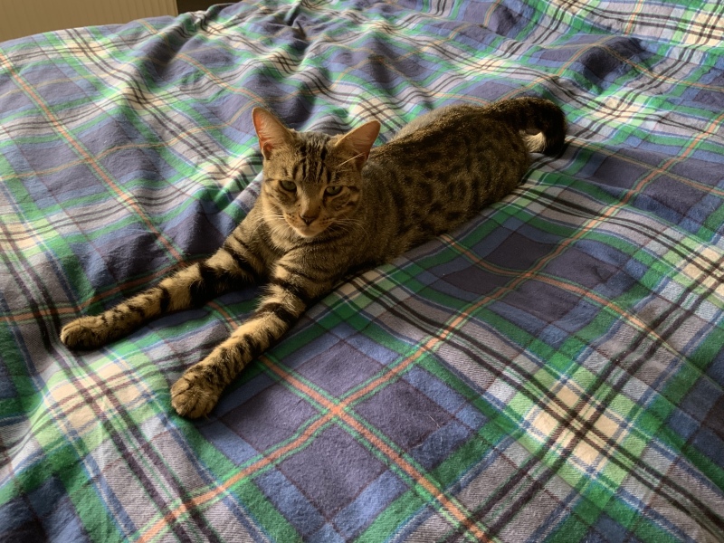 Recommendation for cat scratching post