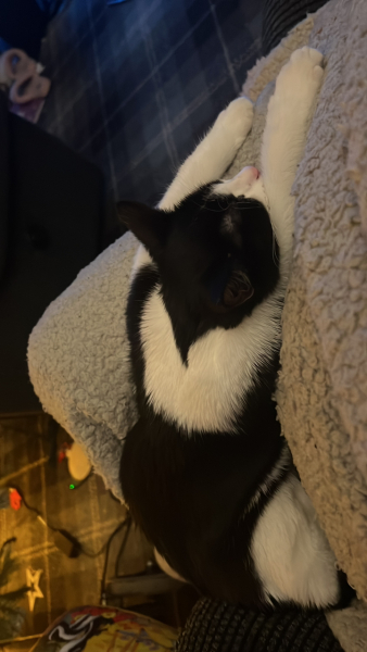 Hundreds of cats, thousands of cats, millions and billions and trillions of cats