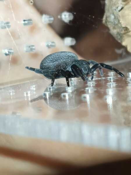 I have pet Spiders. AMA. 