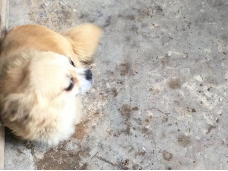To not pay for a dog my mum has found on preloved