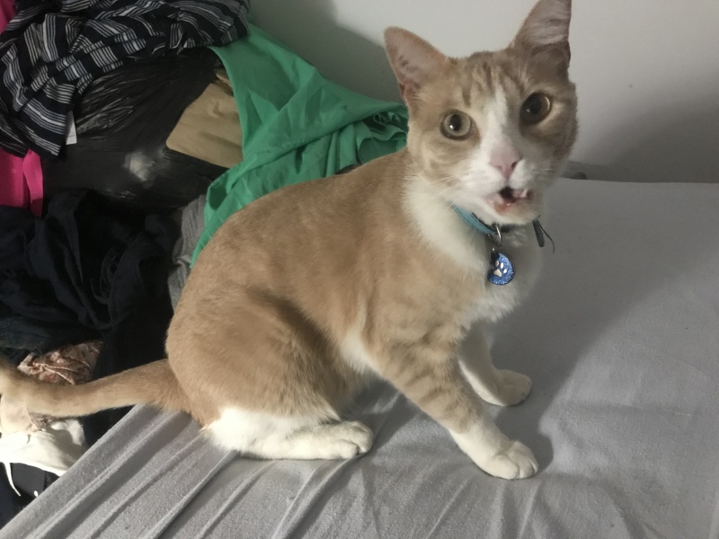 Hundreds of cats, thousands of cats, millions and billions and trillions of cats