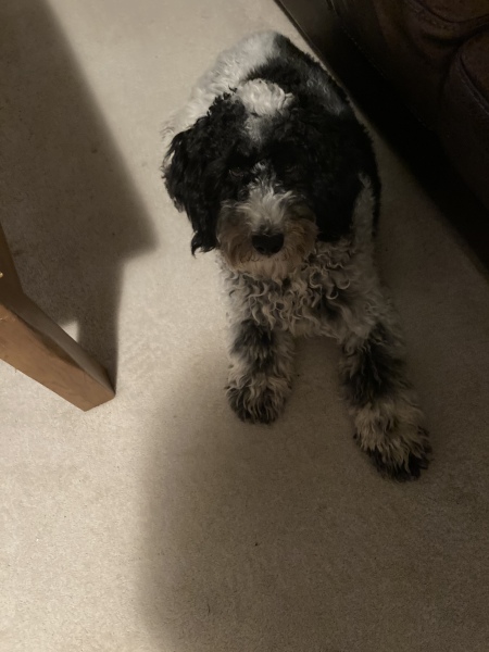 Query about cocker poos and poodles
