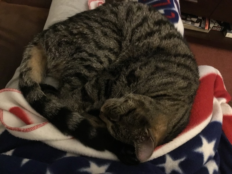 My Cat has been missing 2 days - Any more ideas on what I can do?