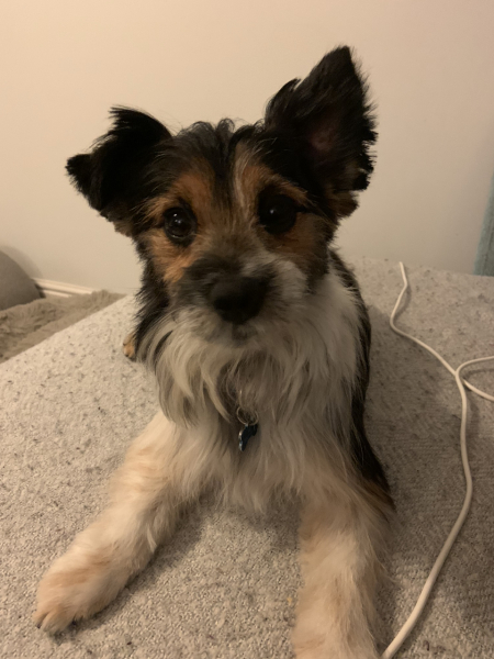 Our rescue dog bit my daughter and I today.