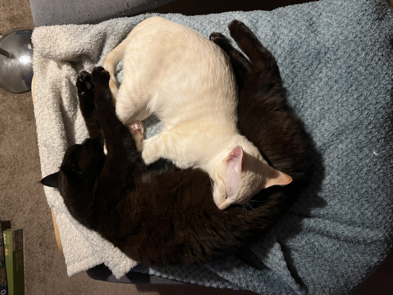 Hundreds of cats, thousands of cats, millions and billions and trillions of cats