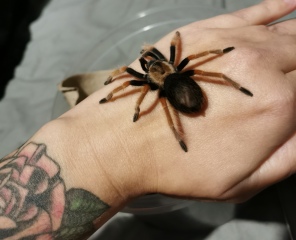 Did anyone get that big £30 spider skeleton from Asda? 