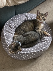 Show off your rescues!