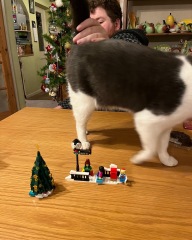 Cat versus Christmas tree - any pics? (lighthearted)
