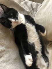 To take my cat for a coffee!