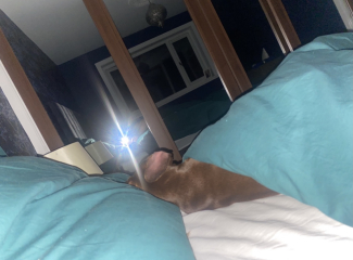 Do you let your dog sleep on your bed? I just imagine this is the most cosy feeling ever