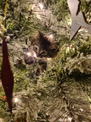 Cat versus Christmas tree - any pics? (lighthearted)
