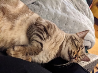 Hundreds of cats, thousands of cats, millions and billions and trillions of cats