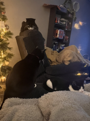 Hundreds of cats, thousands of cats, millions and billions and trillions of cats