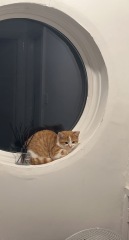 My 3 Month old kitten won't play with her toys