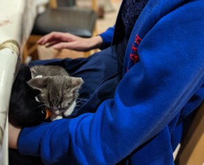 Kitten will only sleep on me...