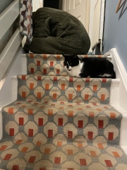 Hundreds of cats, thousands of cats, millions and billions and trillions of cats
