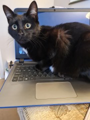 Show off your rescues!