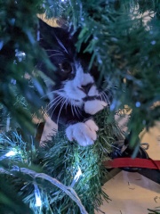 Cat versus Christmas tree - any pics? (lighthearted)