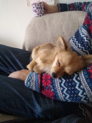 To love to sniff the top of my dog's head?