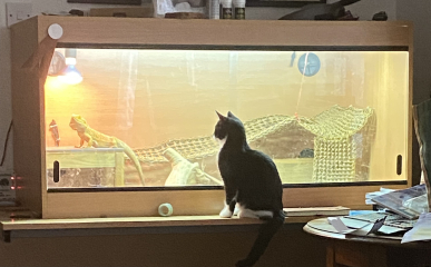 Show off your rescues!