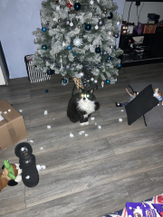 To take my cat for a coffee!
